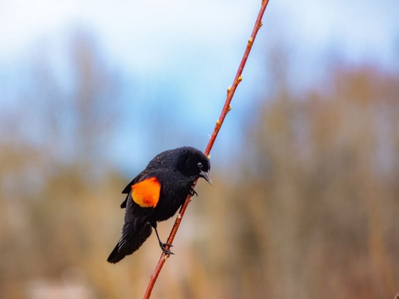 Black Bird With Orange Wings