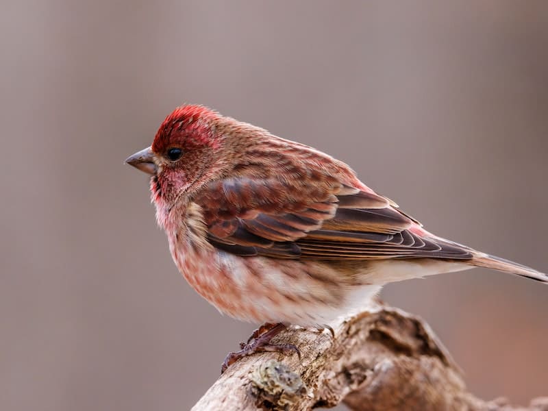 When To Put Out Thistle Seed For Finches