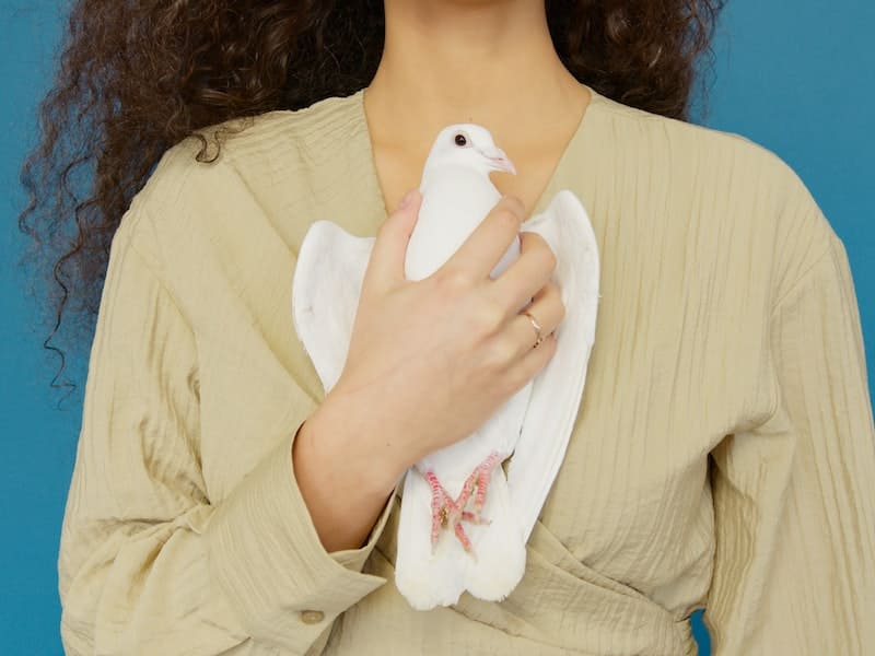 white-bird-spiritual-meanings-and-their-symbolism-birdieexpert