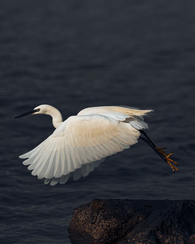 white swan has meaning when it appears in front of us