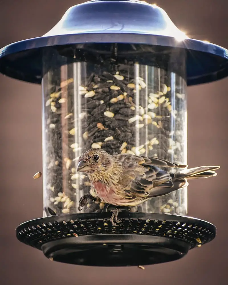 Finches eating in the backyard