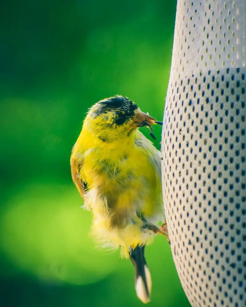 When To Put Out Thistle Seed For Finches