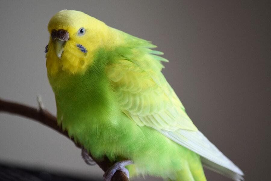  Budgerigar Green And Yellow Bird