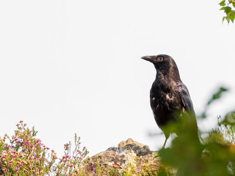 adult crow
