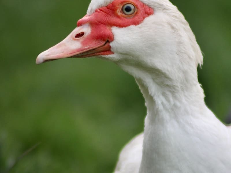 white duck with red eye