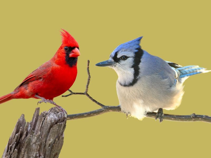 Cyanocitta cristata (blue jay) & Cardinalis cardinalis (no…