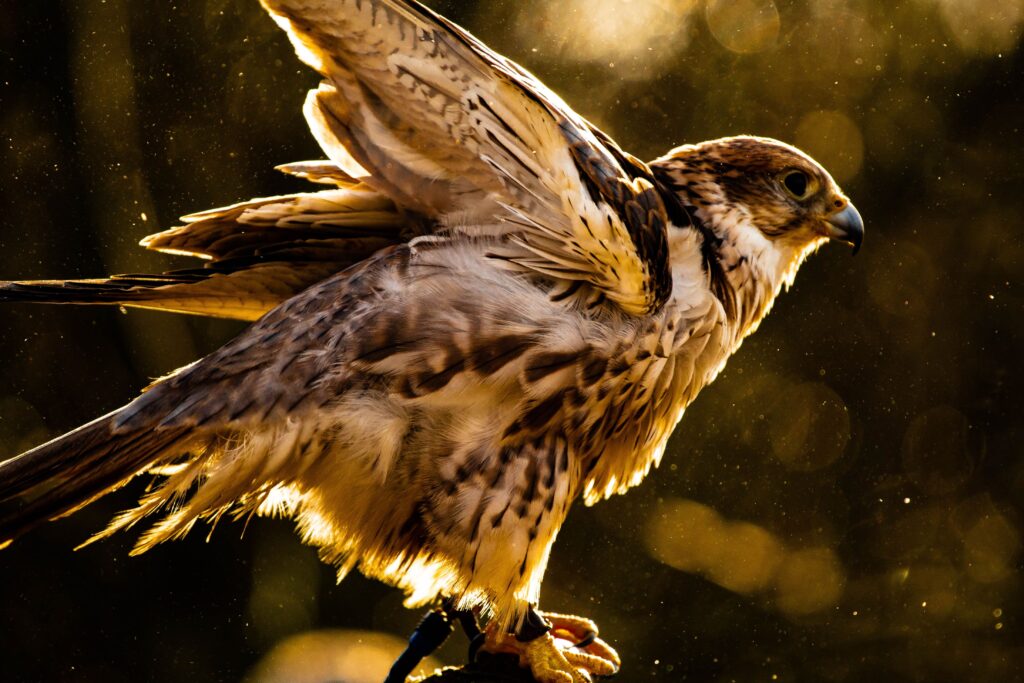 falcon hunting