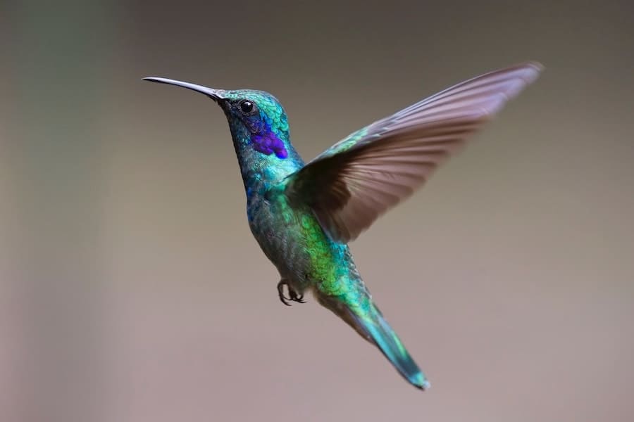 hummingbird heart rates