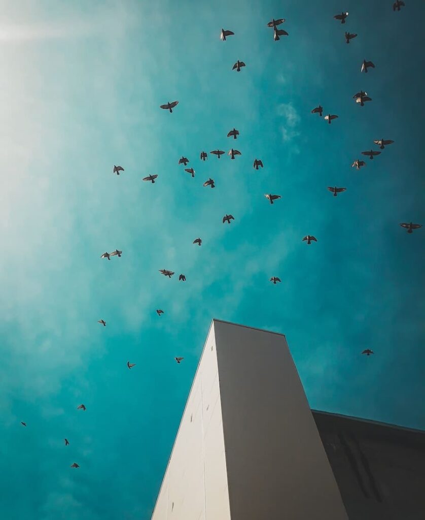 flock of birds flying over a house