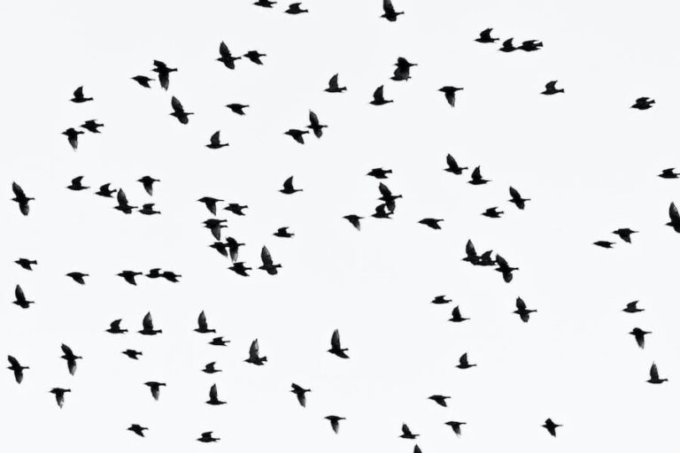 Are Starling Murmurations Rare? The Definitive Guide