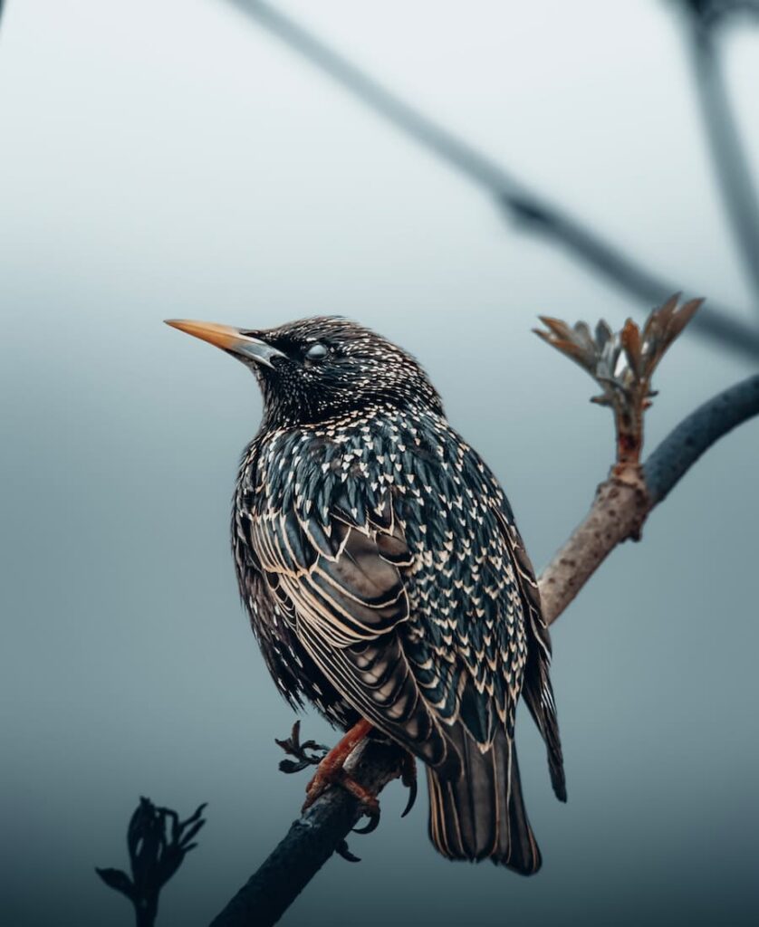 Historical Significance of Starlings