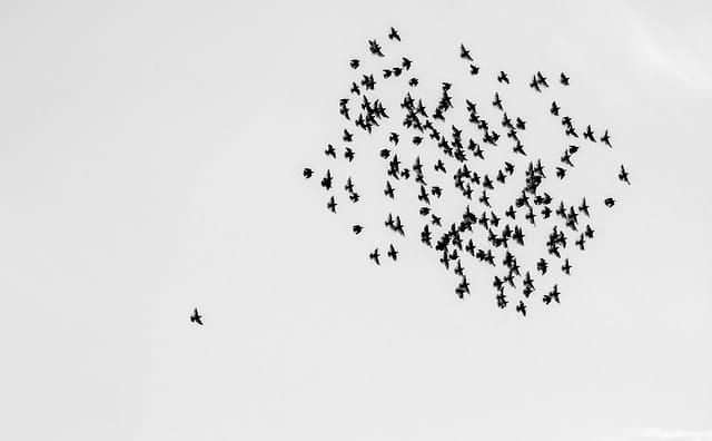 Starling Murmuration Spiritual Meaning: Unveiling its Cosmic Significance