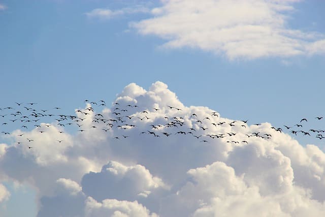 Starling Murmuration Spiritual Meaning