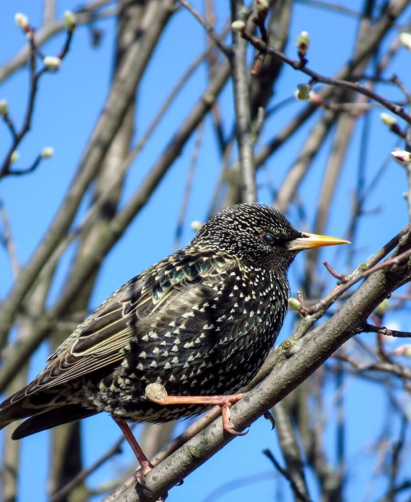 Starling in my yard meaning