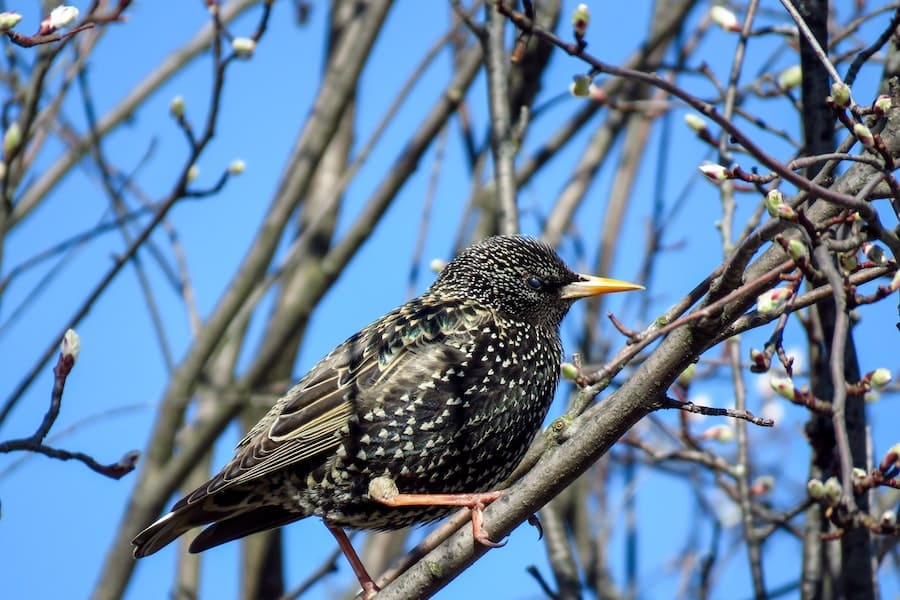 What is the Mythology of Starlings?