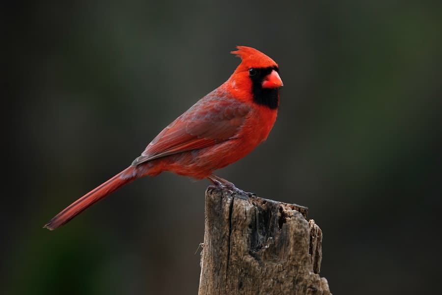Why Do Cardinals Fly Into Windows