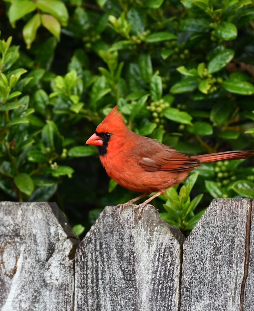 cardinal on top of a fence