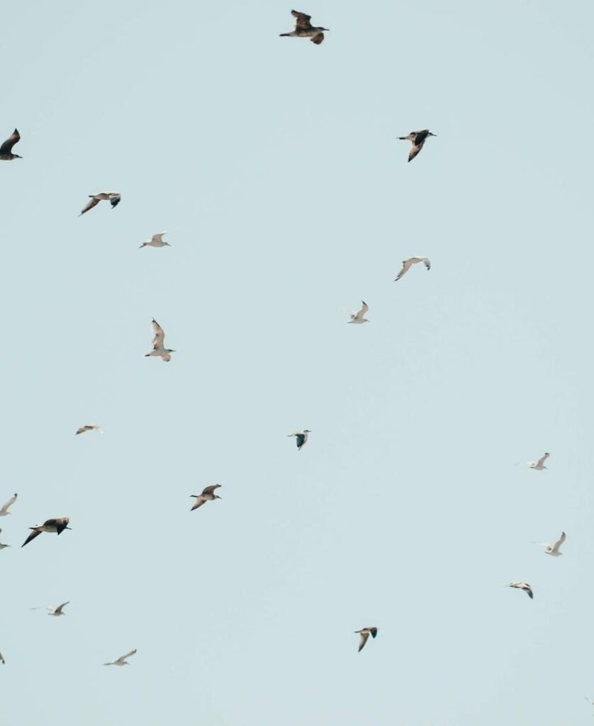 starling flying together