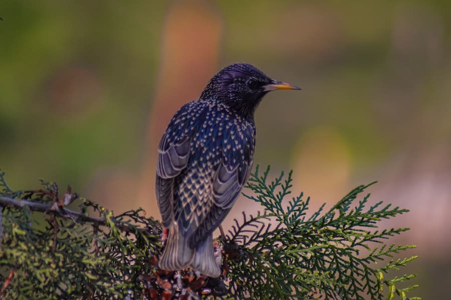 starling in the tree